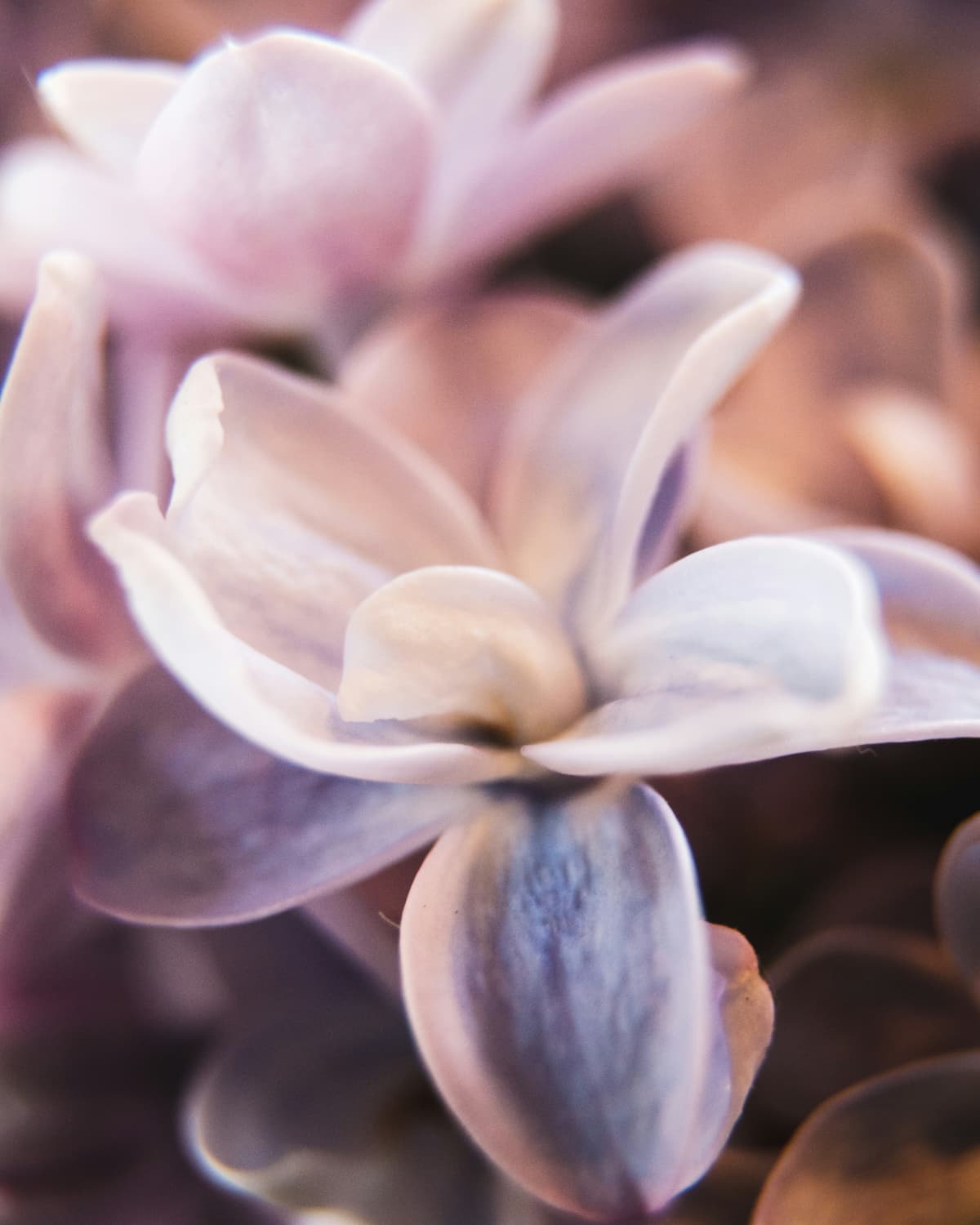 Signature Scent Collections